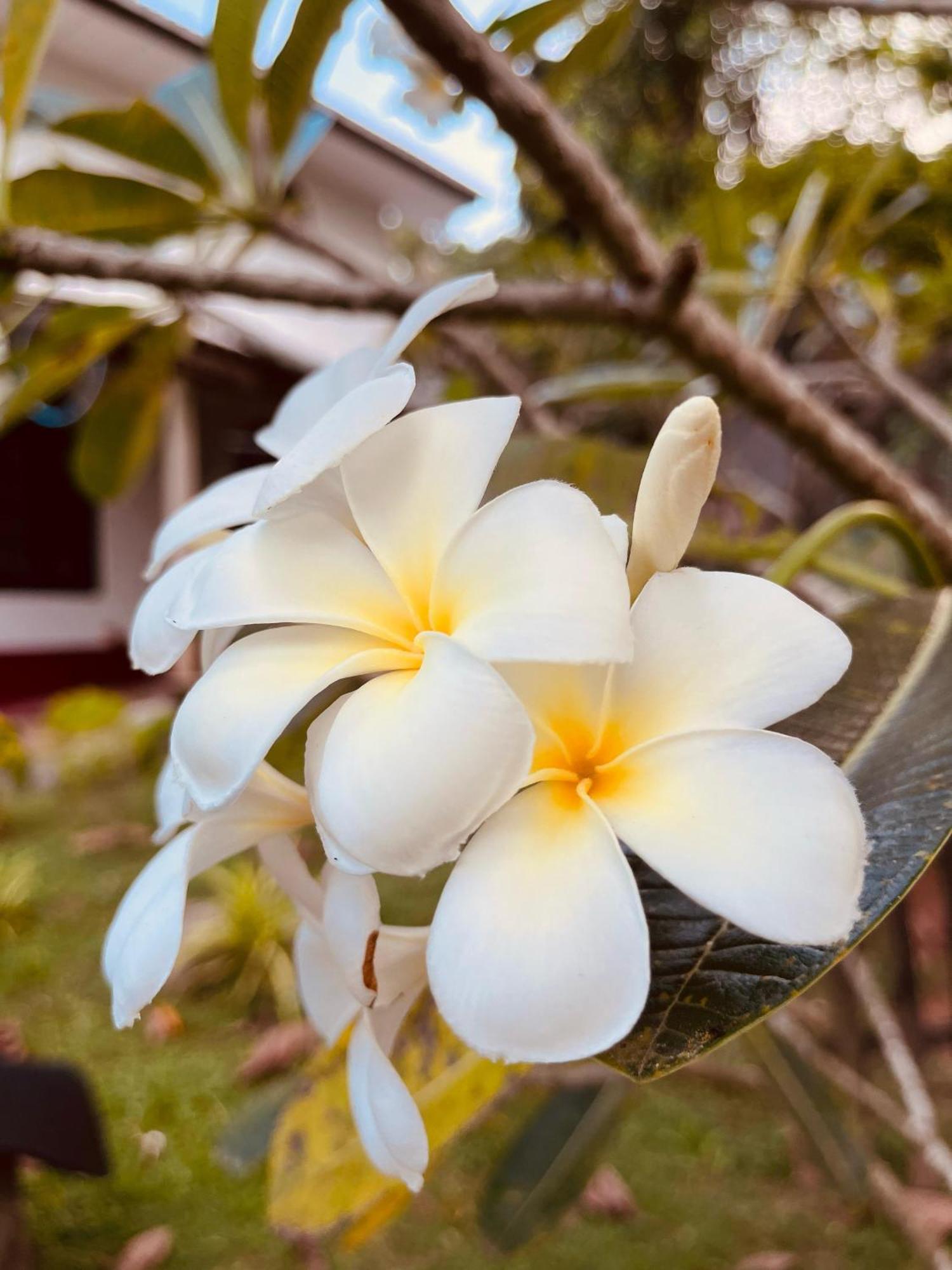 Unawatuna White Villa Eksteriør billede